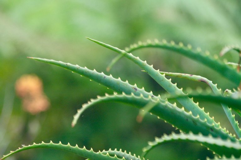 You are currently viewing Do You Know The Health Benefits Of Aloe Vera?