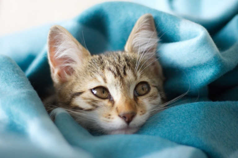 Read more about the article Top Tips for Caring for a New Kitten