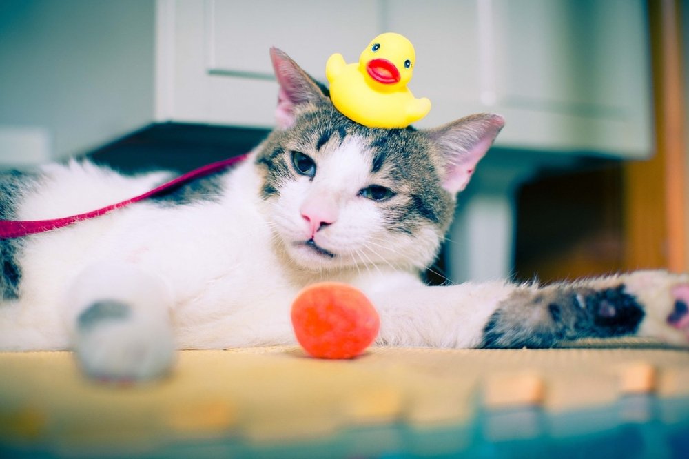 What You Need to Know About Bathing Your Cat