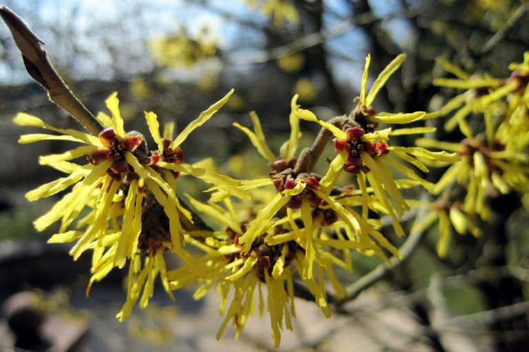 Read more about the article 12 Essential Uses for Witch Hazel