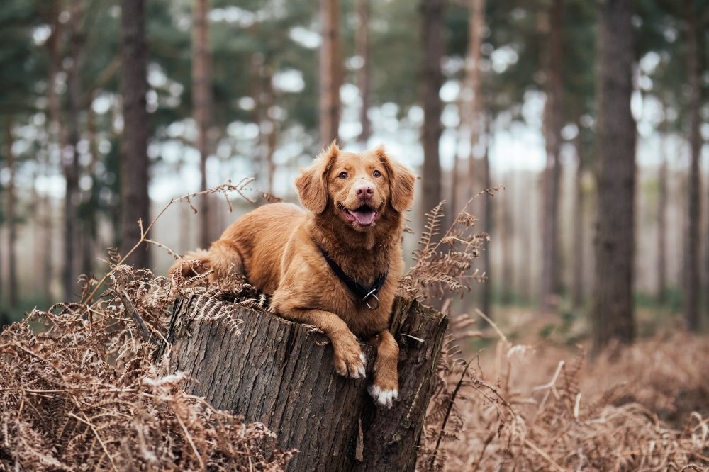Top Tips for a Happy Healthy Dog