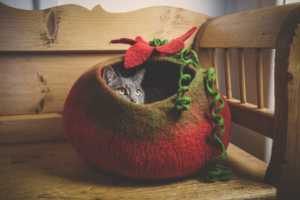 Read more about the article Planet-Friendly Pet Beds for the Eco-Conscious