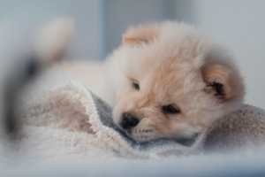 Read more about the article How To Bathe Your Puppy