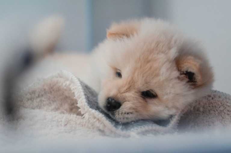 Read more about the article How To Bathe Your Puppy