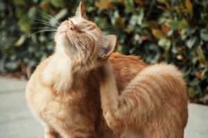 Read more about the article Advantages of Using Natural Flea Repellent for Pets