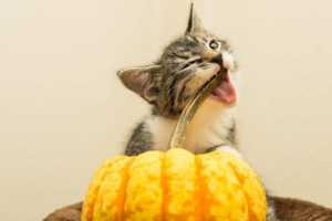 Read more about the article Can Your Cat Eat Pumpkin