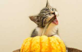 Can Your Cat Eat Pumpkin