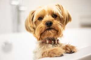 Read more about the article The Best Natural Shampoo for Dogs