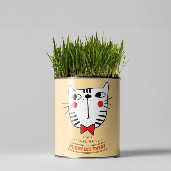 Purrfect Cat Treat Grow Your Own Plant Kit